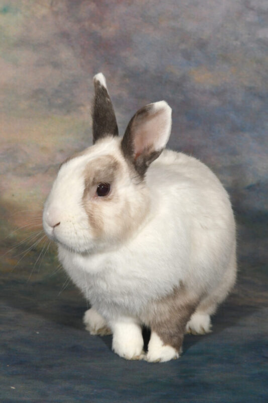 bunny (1)